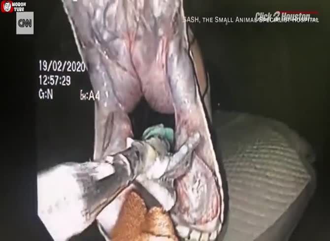 Video :A household python in Australia ingests a bath towel